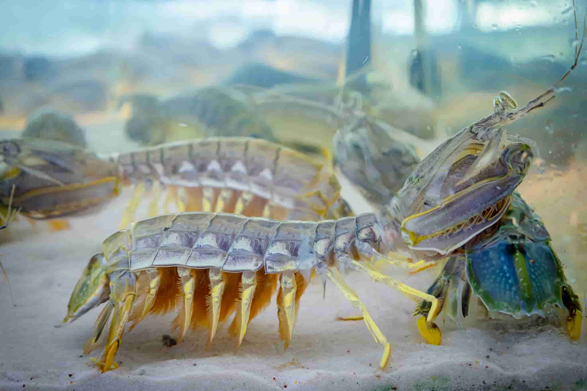 Nhiều loại hải sản còn tươi sống, đang bơi trong bể kính tại nhà hàng